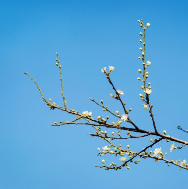 Soyut kiraz çiçeği 