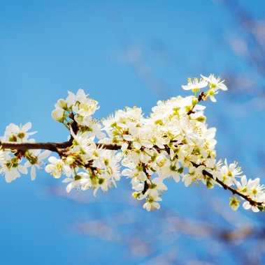 Yeni gelişen ağaç brunch fotoğrafı 