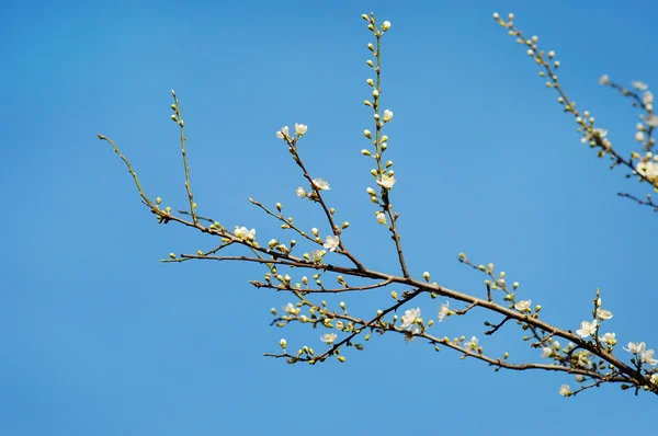 咲く春木の枝 — ストック写真