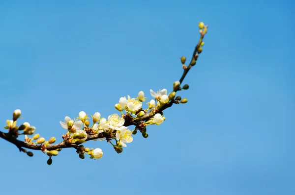 春の日に咲く花々 — ストック写真