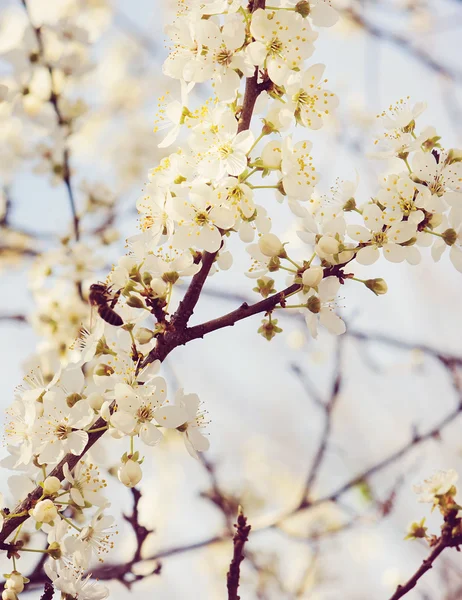 Bakgrund av blommande träd — Stockfoto