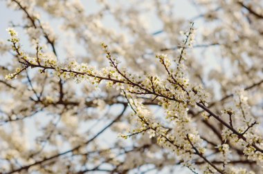 Çiçek açan elma ağacının dalları