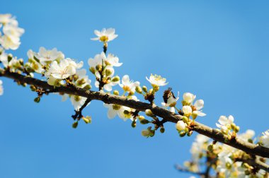 kiraz çiçekleri çiçek 