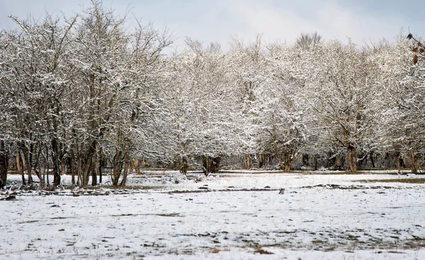 Inverno branco no parque — Fotografia de Stock
