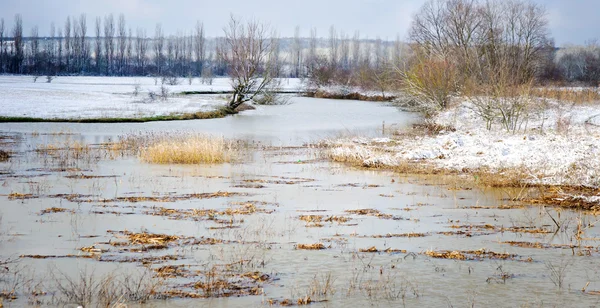 Meer in een bos. — Stockfoto