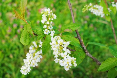 Kuş kirazının dalı 