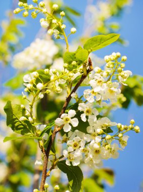 Mavi gökyüzü ile kiraz çiçeği, 