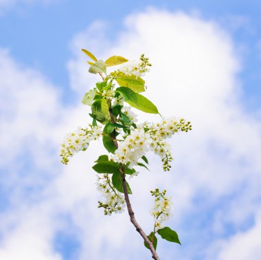 şube ve kuş kiraz çiçeği