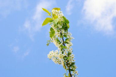 Kuş kirazlarının dalları yatay
