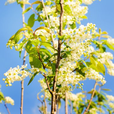 Kuş kirazının dalı 