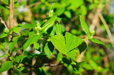 yasemin doğal zemin üzerine