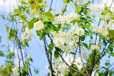 ağaç dalı çiçek çiçekler 