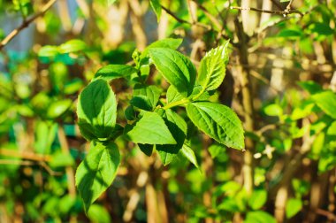 ağaç Yasemin bahar