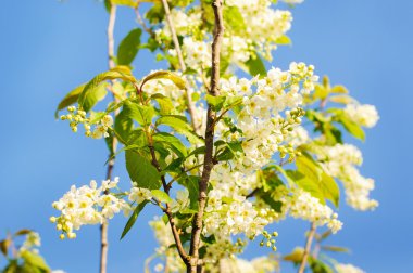 Mavi gökyüzü ile kiraz çiçeği, 