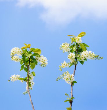 Kuş kirazının dalı. 