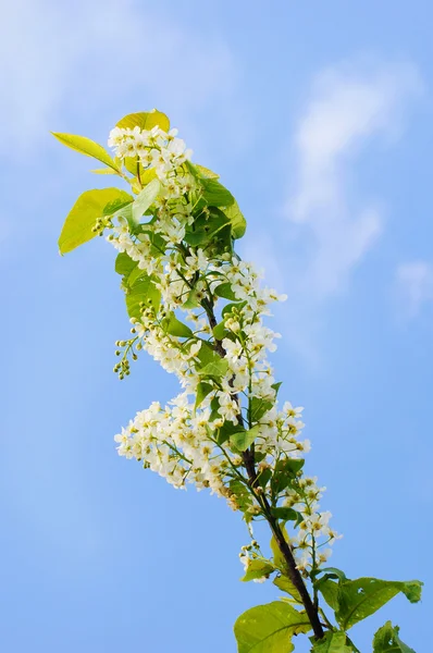 Blommande gren av träd — Stockfoto