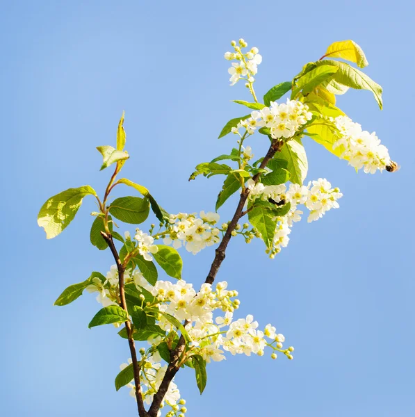 Kuş kirazının dalı 