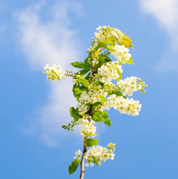 kuş kiraz çiçekleri 