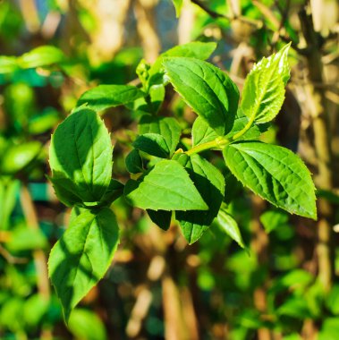 Yeşil güzel Yasemin