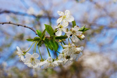 Kiraz ağacı beyaz çiçek fotoğrafı 