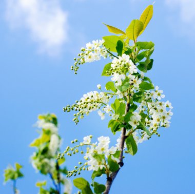 Çiçek açmış kiraz ağacı.