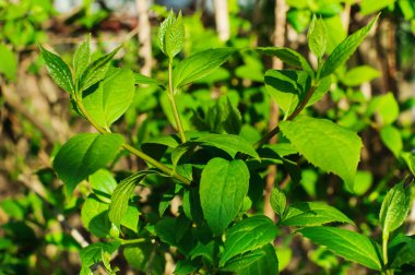 Görüntü güzel Yasemin