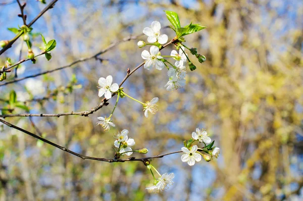 Photo of cherry tree flowers — Stock Photo, Image