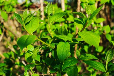 Küçük yeşil yapraklar arkaplan.