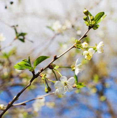 kiraz ağacı çiçek şube 