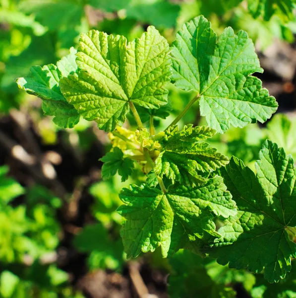 Green leaves background — Stock Photo, Image