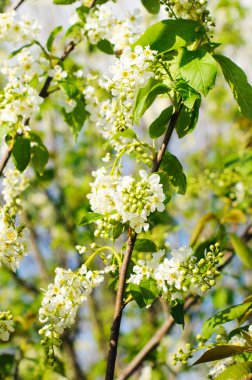 Kuş kirazlarının dalları yatay