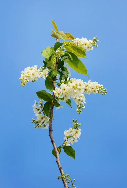 Fågel cherry under våren — Stockfoto