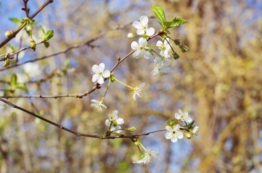kiraz çiçekleri bahar