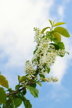 güneşli bir gün kuş kiraz çiçekleri
