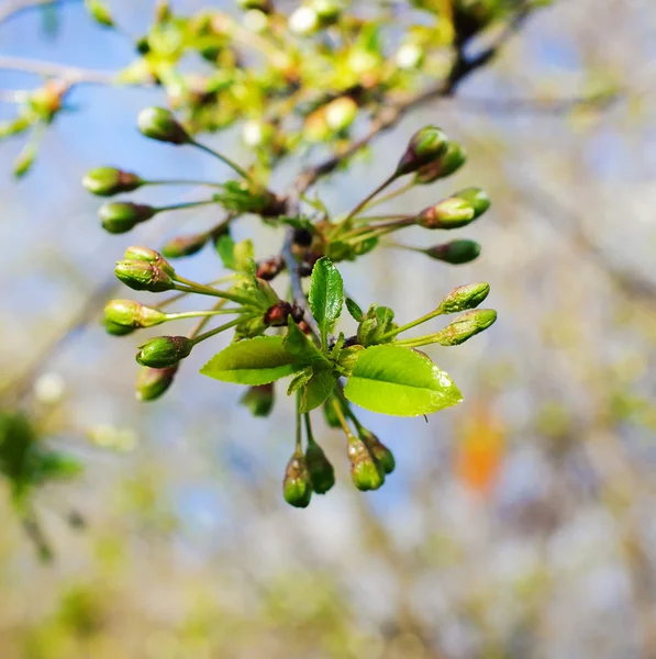 Fiore di ciliegio in primavera — Foto Stock