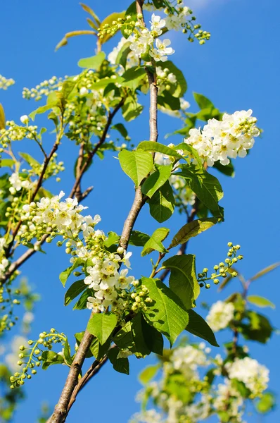 çiçekli kuş kiraz ağacı