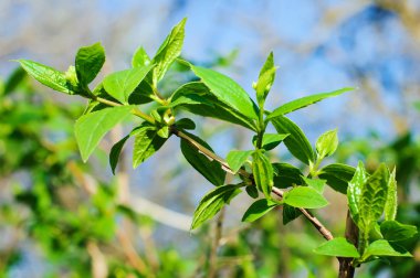 yasemin doğal zemin üzerine