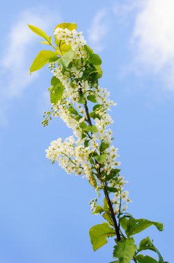 çiçekli ağaç dalı