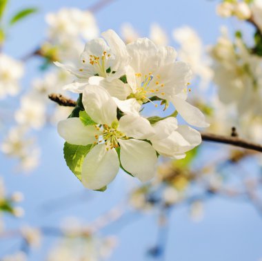 Baharda çiçek açan elma ağacı 