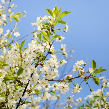 Pembe kiraz çiçekleri ve gökyüzü bahar