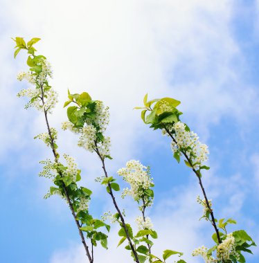 Kuş kirazının dalı 