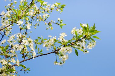 güzel kiraz çiçeği,