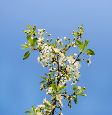 güzel kiraz çiçeği,