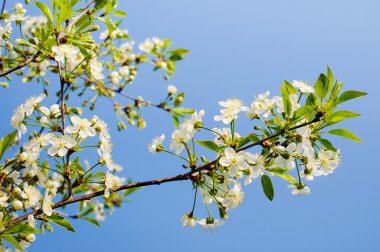 güzel kiraz çiçeği 