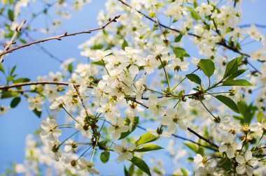 kiraz çiçekleri Park