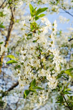 İlkbaharda elma açar. 