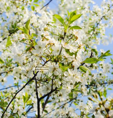 elma çiçeği Bahar Parkı