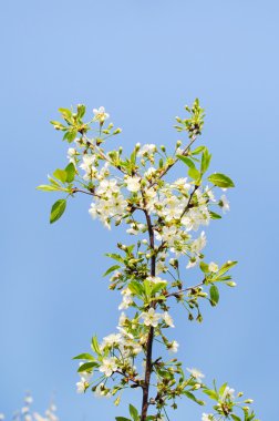 Doğanın arka planında çiçek ağacı