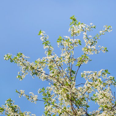 Kiraz ağacı çiçeği, beyaz çiçekler