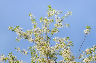 Kiraz ağacı çiçeği.